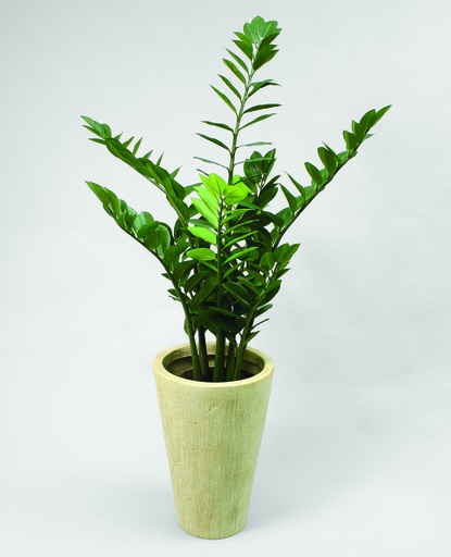 Zamifolia