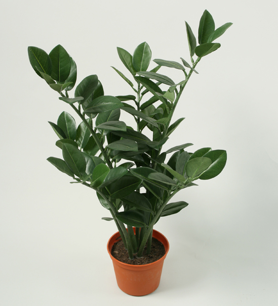 Zamifolia