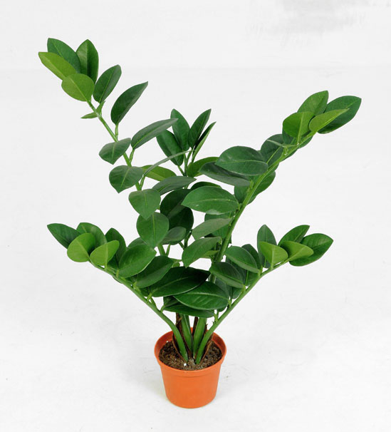 Zamifolia