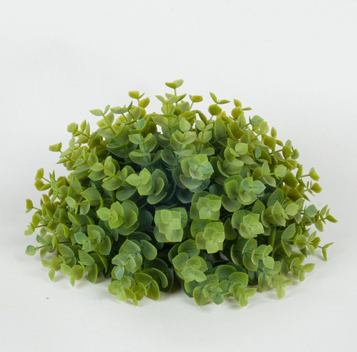 mini eucalypus