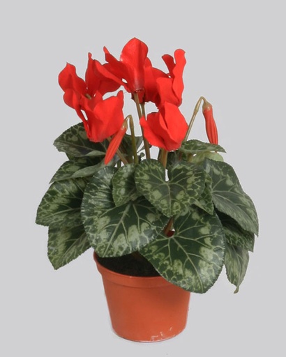 Cyclamen