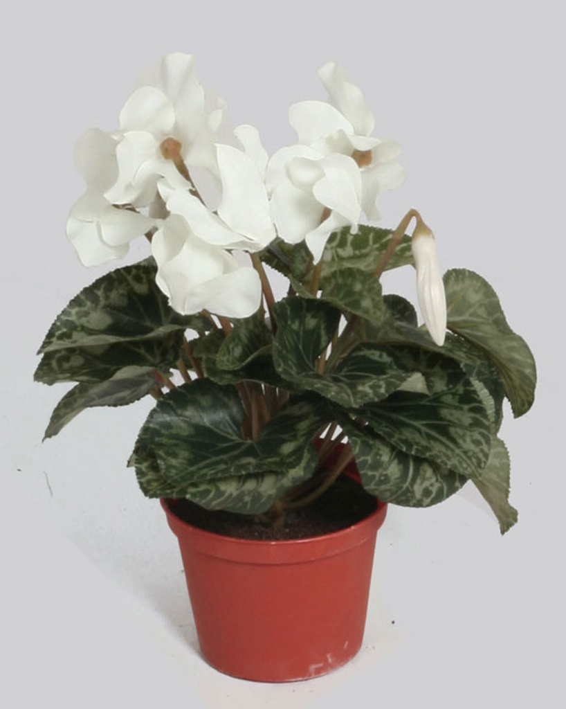 Cyclamen
