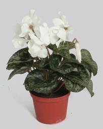 [5672] Cyclamen (Alternative 3)