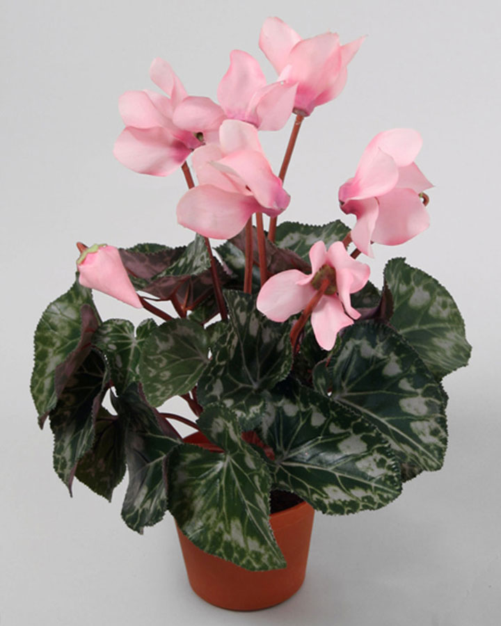 Cyclamen