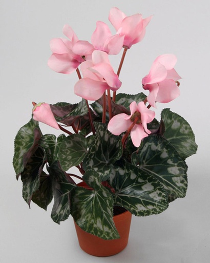 Cyclamen