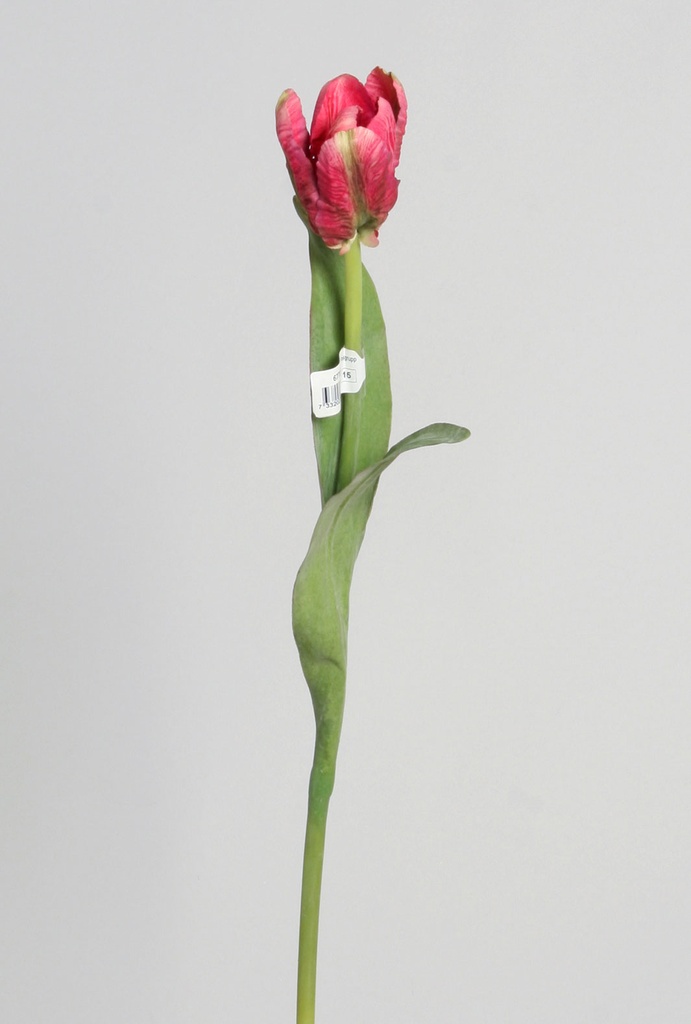 Tulip