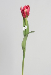 [6770] Tulip (Alternative 4)