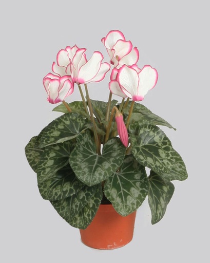 Cyclamen