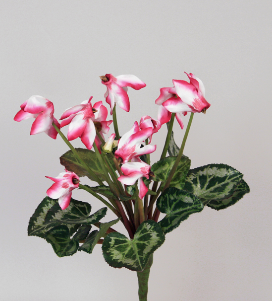 Cyclamen