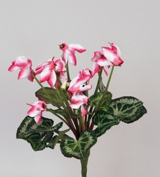 [6809] Cyclamen (Alternative 1)