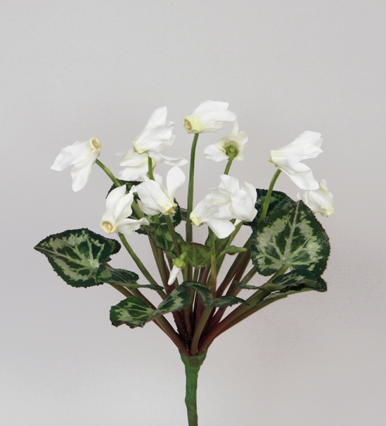 Cyclamen