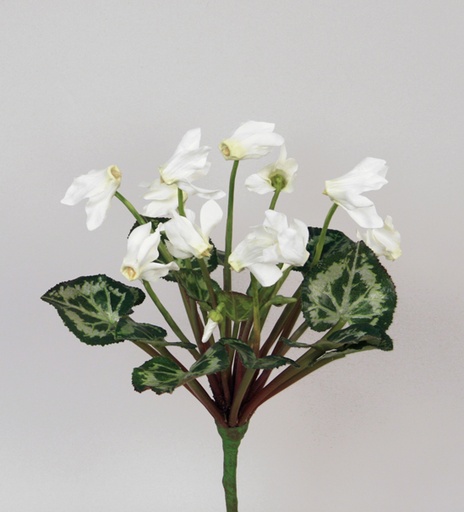 Cyclamen