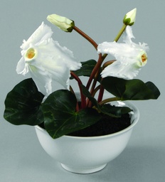 [9207] Cyclamen (Alternative 1)