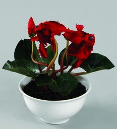 [9208] Cyclamen (Alternative 2)