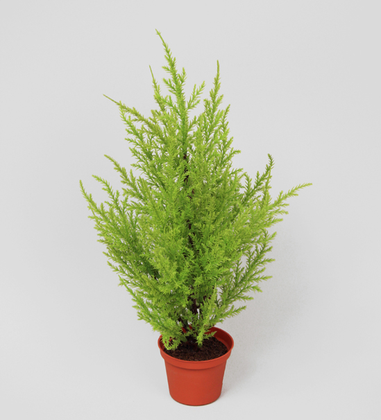 Cypress