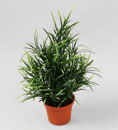 [5709] Mini Willow (Alternative 1)