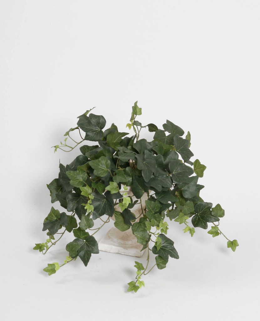 Ivy Green