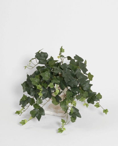 Ivy Green