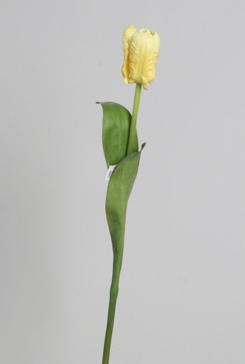 Tulip