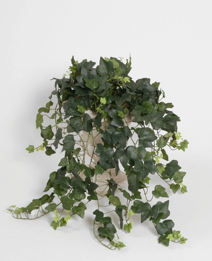 Ivy Green