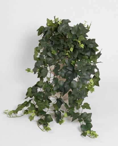 Ivy Green