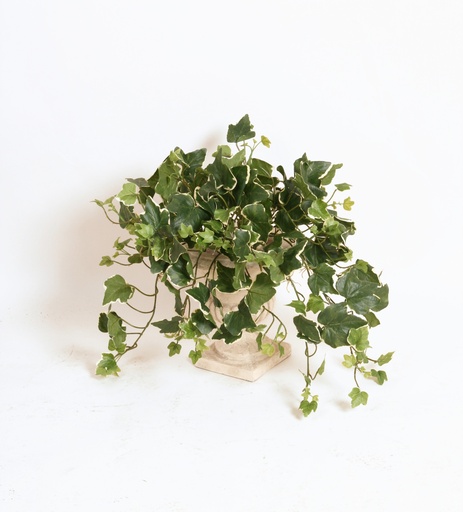 Ivy Cream Green