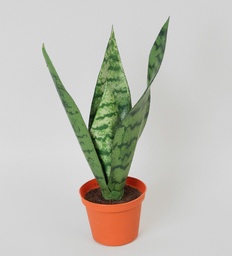 [5740] Mother-In-Law Tongue (Alternative 1)