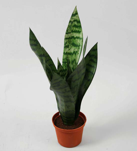 Mother-In-Law Tongue