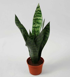 [5741] Mother-In-Law Tongue (Alternative 2)