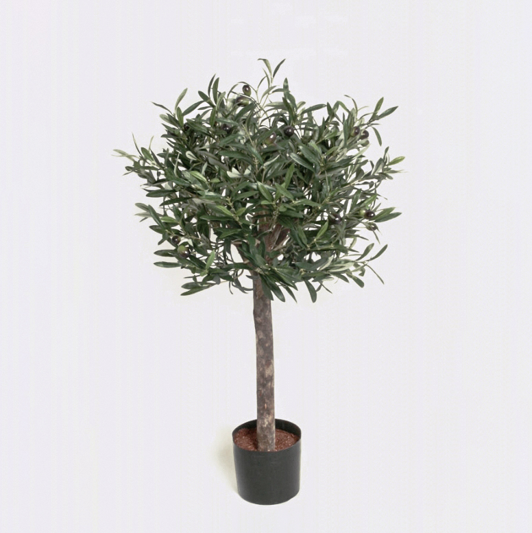 Olive Tree