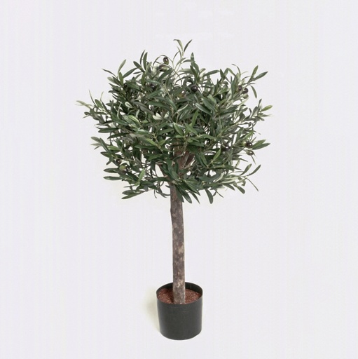 Olive Tree
