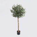 [07-110] Olive (Alternative 2)