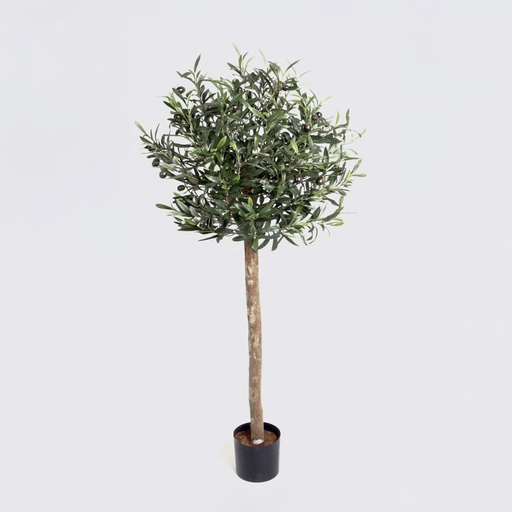 Olive Tree