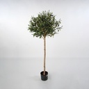 [07-140] Olive (Alternative 3)