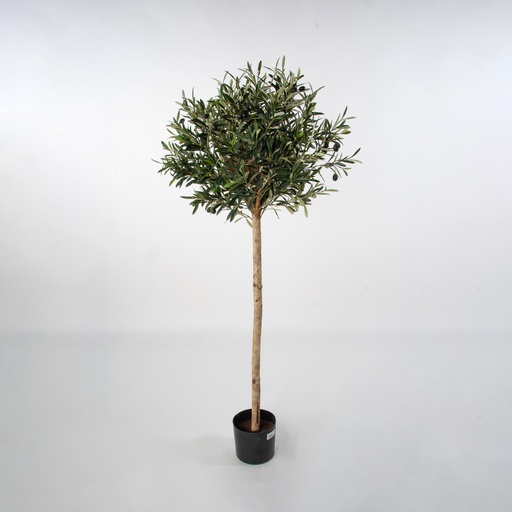 Olive Tree