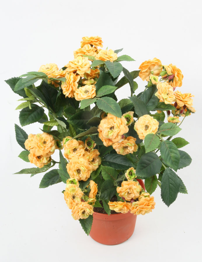 pearl rose