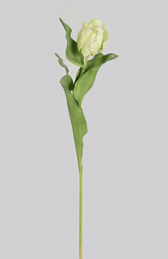Tulip