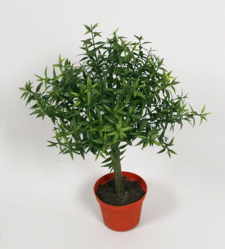 Eucalyptus