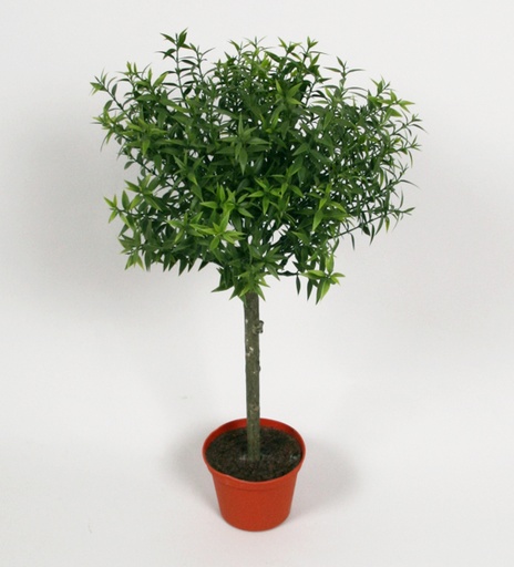 Eucalyptus