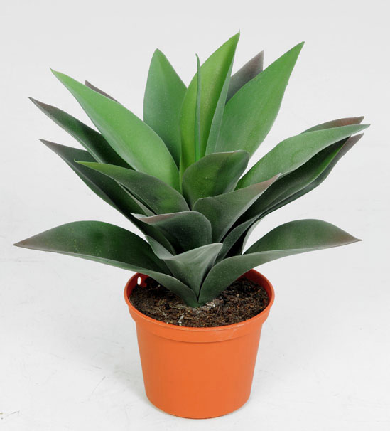 Baby Agave
