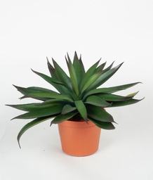 [128-1] Agave (Alternative 1)