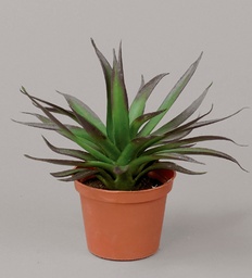 [829-1] Agave (Alternative 2)
