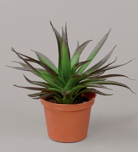Agave