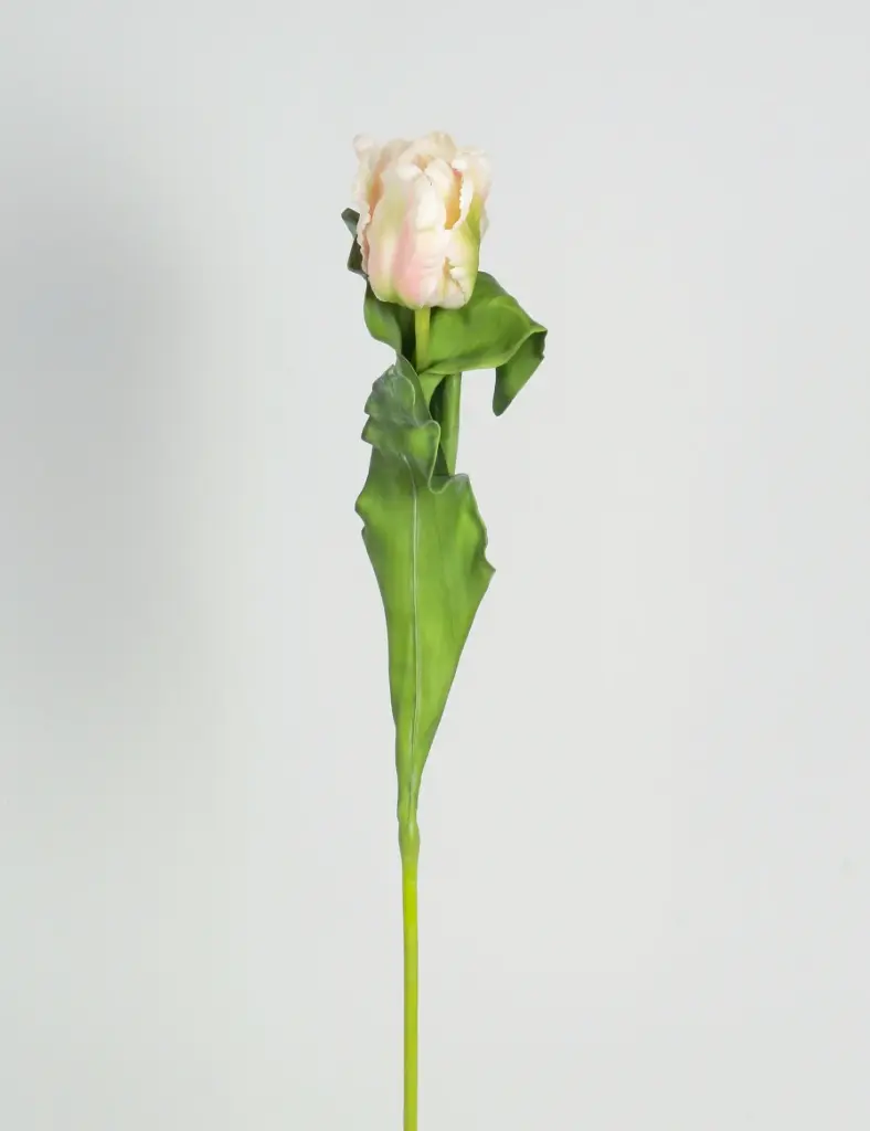 Tulip