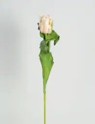 [4035] Tulip (Alternative 2)