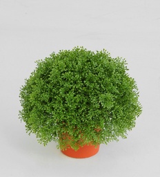 [5809] baby tears (Alternative 1)