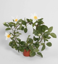 [5836] Ring Clematis (Alternative 1)