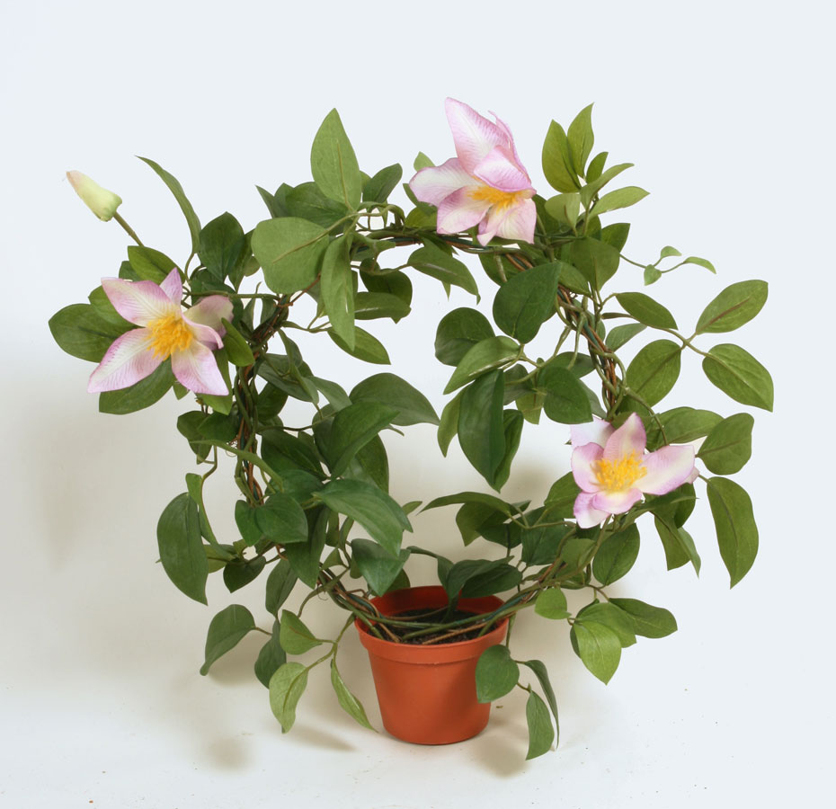 Ring Clematis