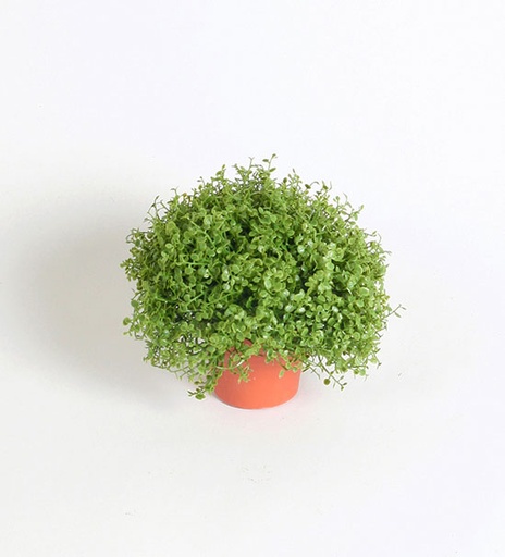 Honey Moss