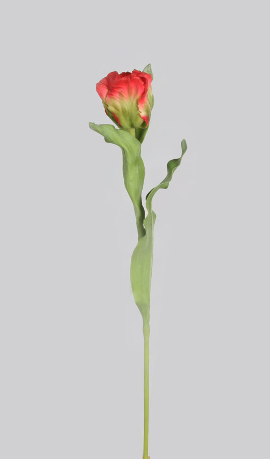 Tulip